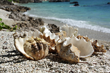 Image showing Shells