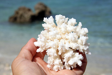 Image showing White coral