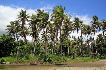 Image showing Palm trees