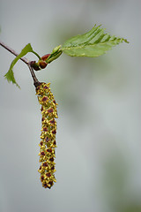 Image showing New birch leaves