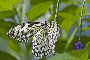 Image showing Butterfly