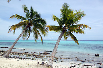 Image showing Trees and withe sand beach