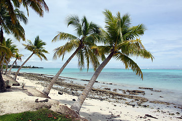 Image showing Palm trees and beach