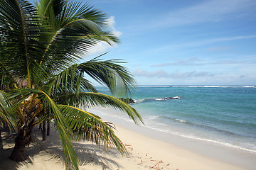 Image showing Palm tree and beach