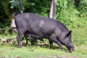 Image showing Black pig