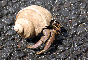 Image showing Snail