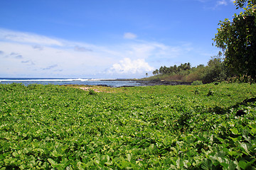 Image showing Green coast