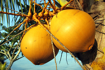 Image showing Coconut