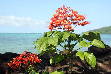 Image showing Flower on the beach