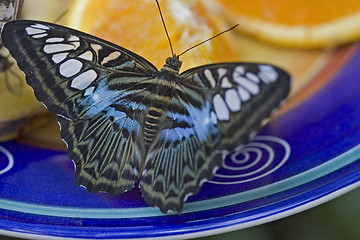 Image showing Butterfly