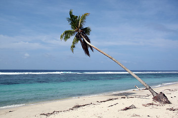 Image showing Palm trre on the beach