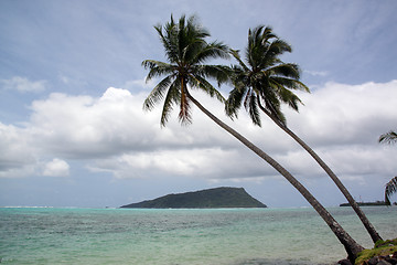 Image showing Palm trees