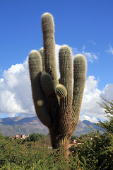 Image showing Cactus