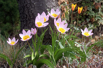 Image showing Flowers