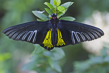 Image showing Butterfly