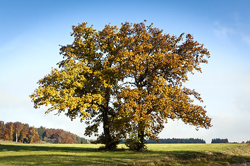 Image showing autumn trees