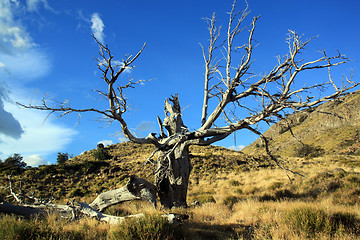 Image showing Dry tree