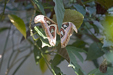 Image showing Moth