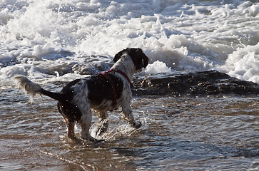 Image showing nasser Hund