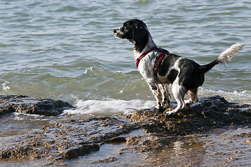 Image showing nasser Hund