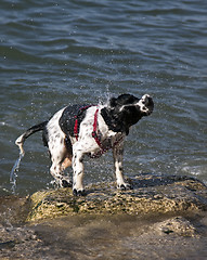 Image showing nasser Hund