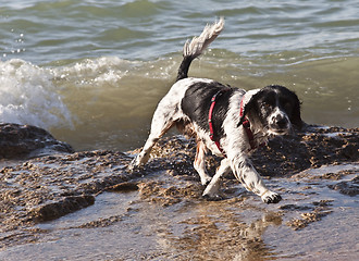 Image showing nasser Hund