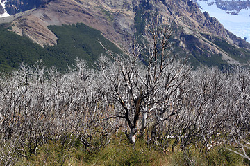 Image showing Dry trees