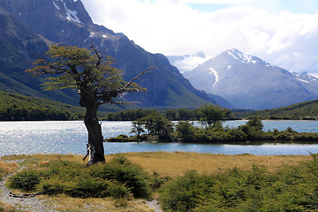 Image showing Tree, lake, mountain