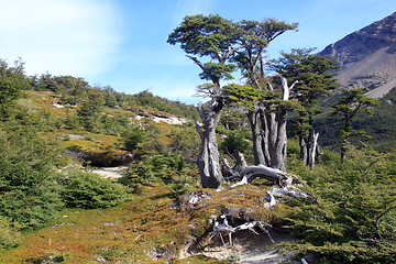 Image showing Trees