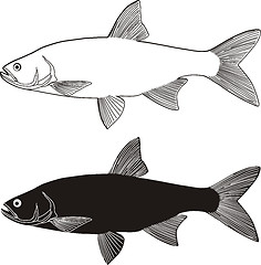 Image showing Asp predatory freshwater fish