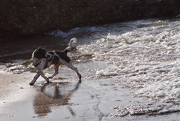 Image showing nasser Hund