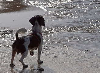 Image showing nasser Hund