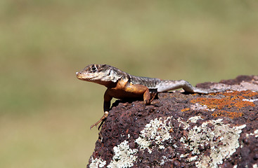 Image showing Lizard