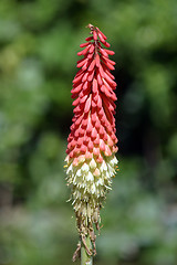 Image showing Aloe vera flower blooming