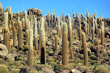 Image showing Cactuses