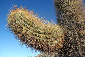 Image showing Cactus