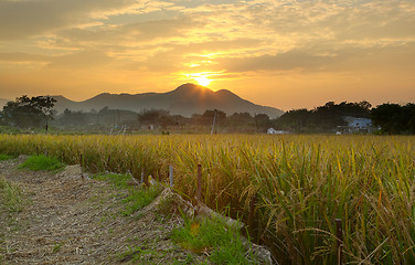 Image showing Golden sunset over farm field 