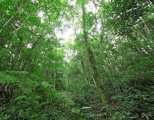 Image showing tree forest during spring 