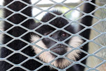 Image showing Close-up of a Hooded Capuchin Monkey contemplating life behind b