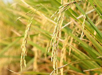 Image showing spike in thai farm rice near sunset