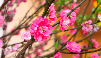 Image showing Plum Blossom 