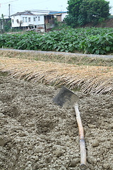 Image showing spade ready to prepare vegetable bed for sowing 