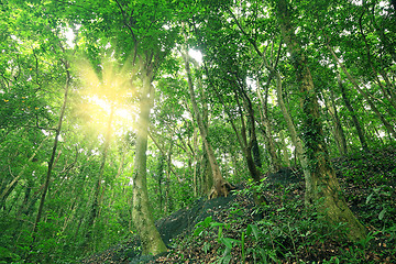 Image showing Trees in the forest