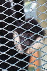 Image showing Close-up of a Hooded Capuchin Monkey contemplating life behind b