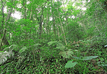 Image showing tree forest during spring 