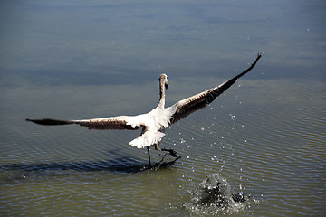 Image showing Flamingo