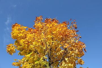 Image showing autumn leafes