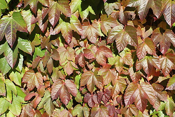 Image showing ivy texture