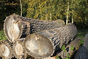 Image showing oak logs