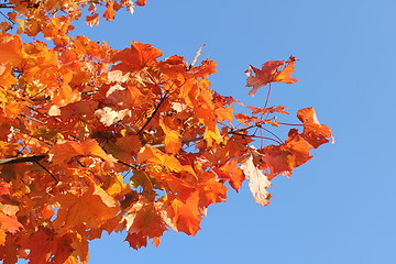 Image showing autumn leafes